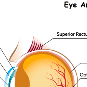 Eye Anatomy Worksheet Download