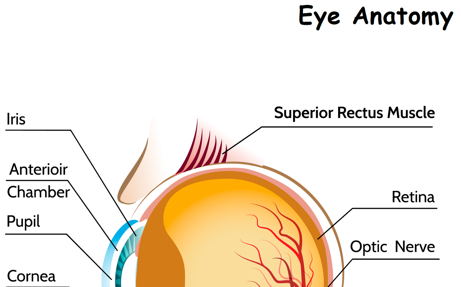 eye anatomy worksheet