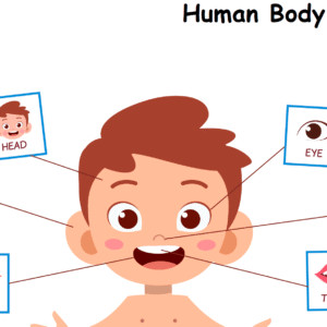 Human Body Parts Worksheet Download