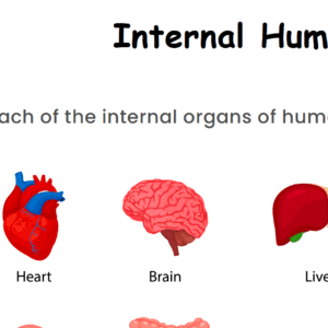 Internal Human Organs Worksheet Download