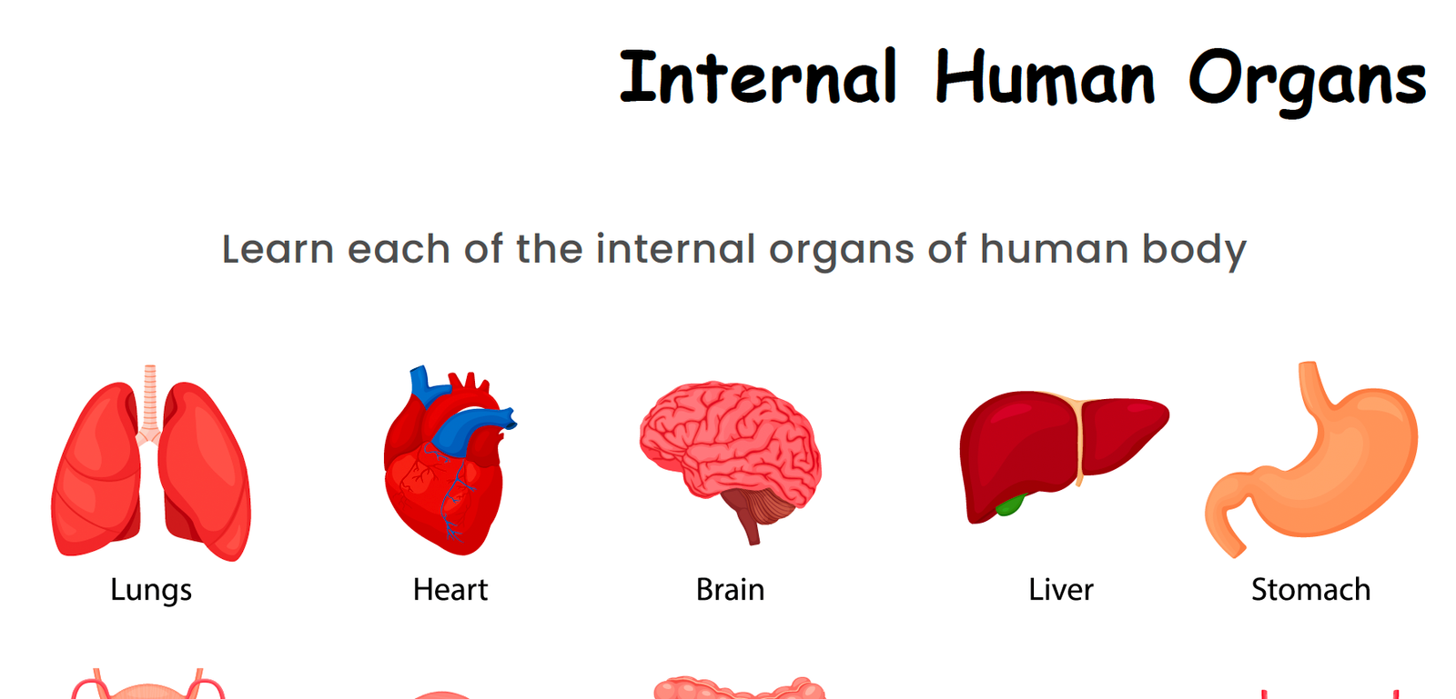 internal human organs worksheet