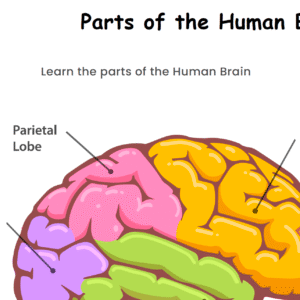 Parts of the Human Brain Worksheet Download