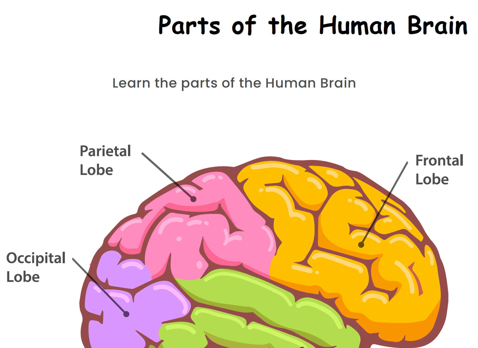 internal organs of human body worksheet copy