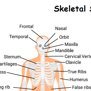 Skeletal System Worksheet Download