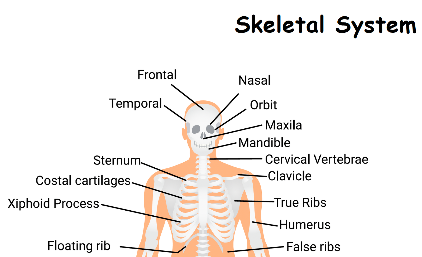 skeletal system worksheet