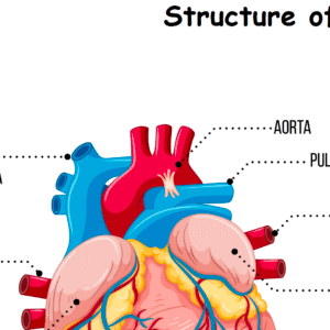 Structure of Heart Worksheet Download
