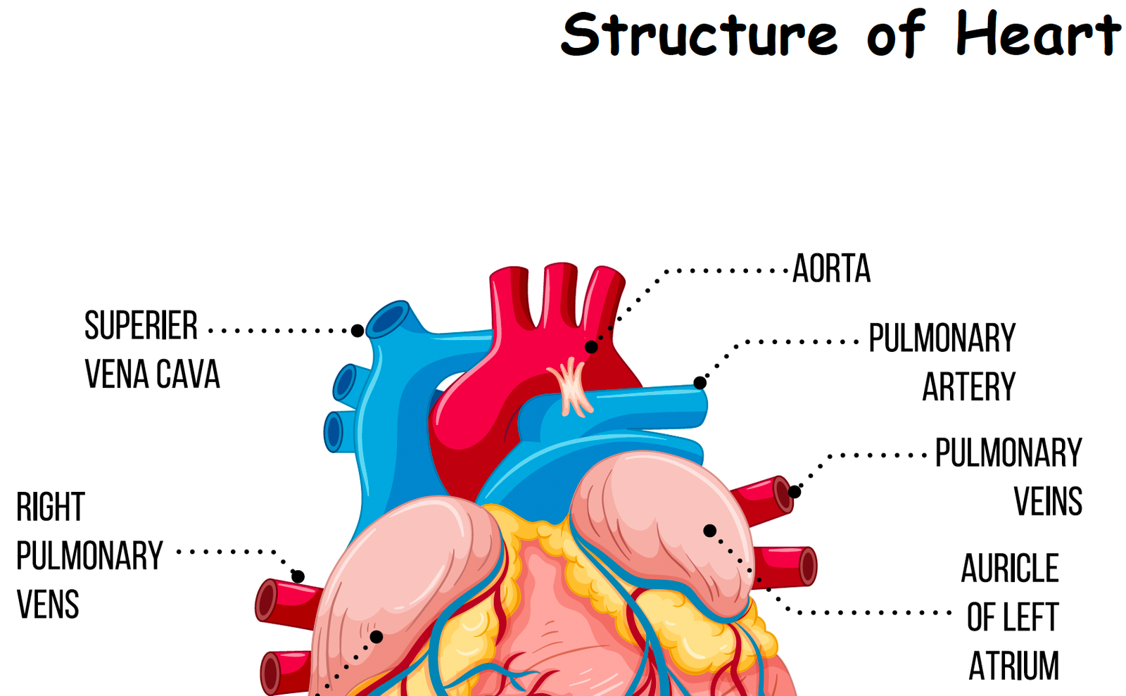 structure of heart worksheet
