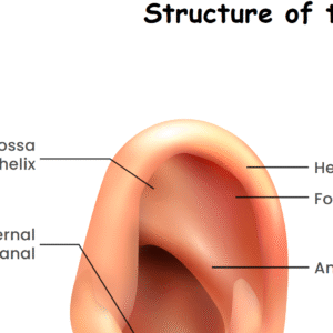 Structure of the Ear Worksheet Download