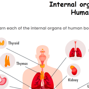 Internal Organs of Human Body Worksheet Download